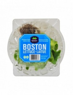 BOSTON LETTUCE