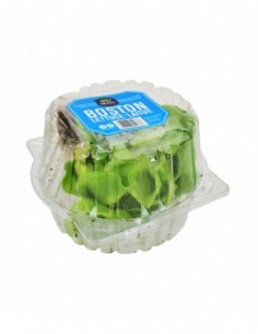 BOSTON LETTUCE 2